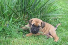 Boerboel - �t���tka s PP